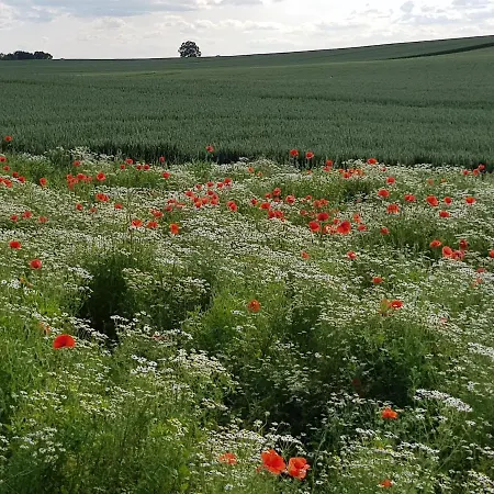 In Ostseenaehe Grevesmühlen